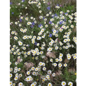 Sokfajos egyéves keverék laza talajra