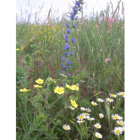   Duna-Tisza közi szőlő- és gyümölcs ültetvényekbe vadvirág magkeverék 