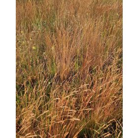 Talajvédelmi célú gyeptelepítéshez magkeverék