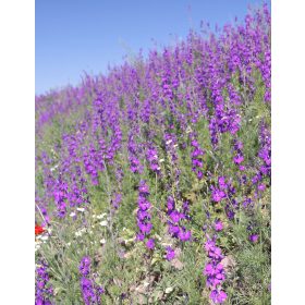 Sokfajos egyéves keverék kötött talajra