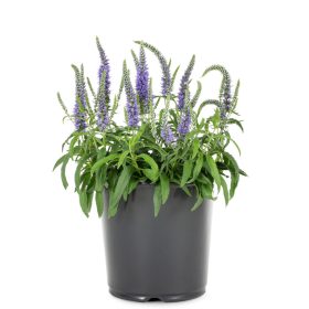 Előnevelt növények 